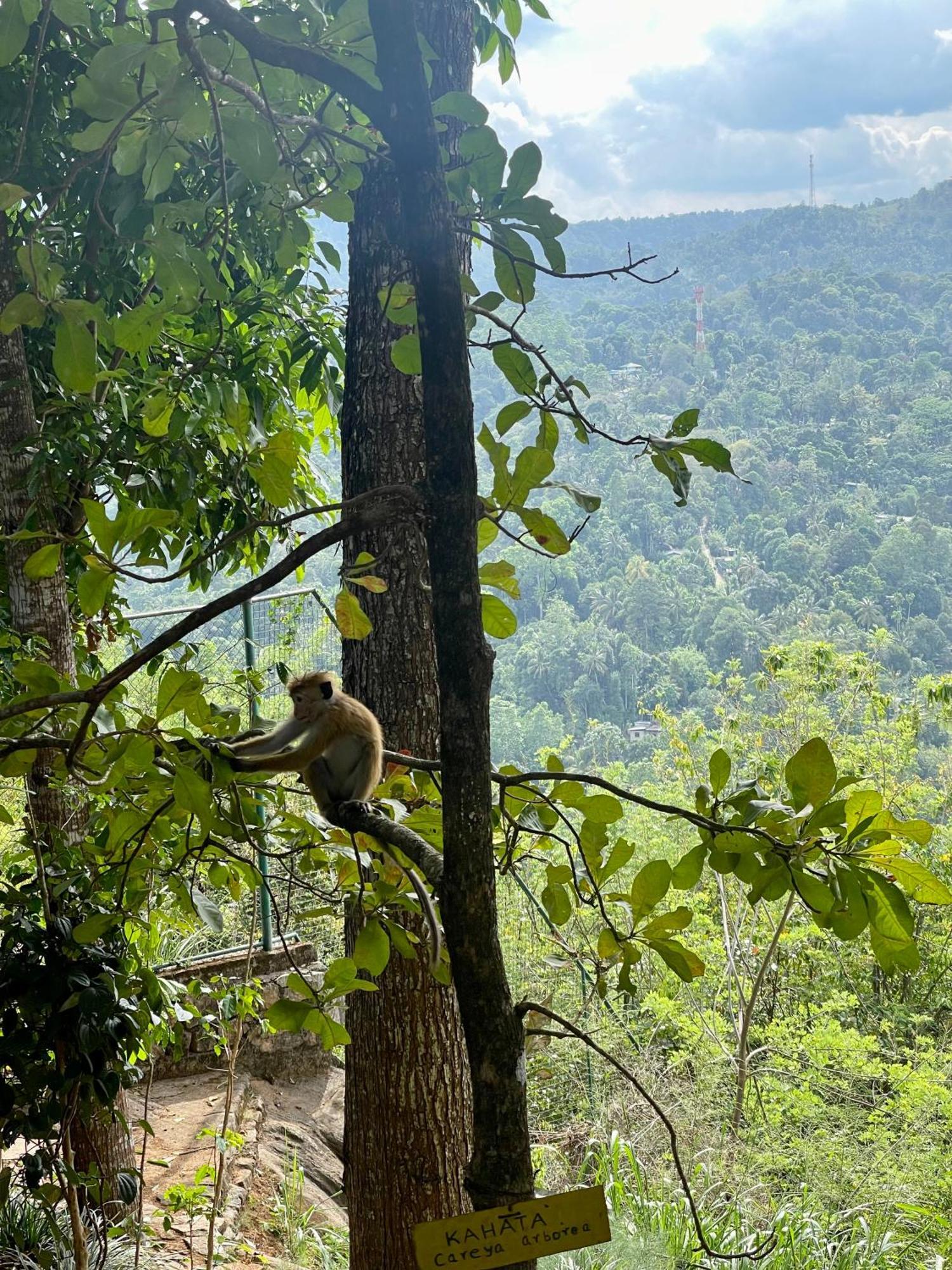 Villa Mount Melody Kandy Extérieur photo